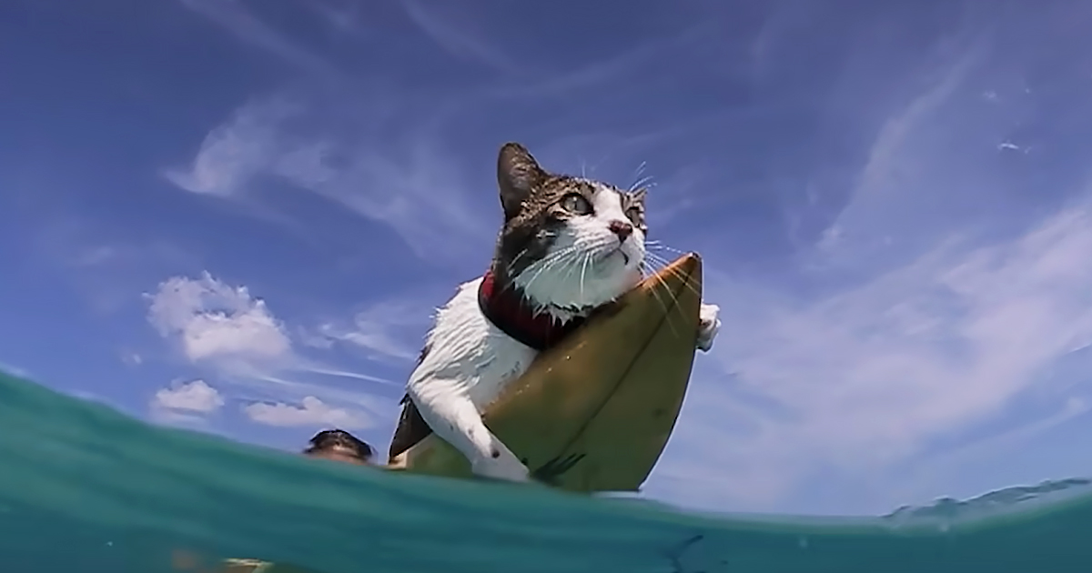 Cat surfing with dad