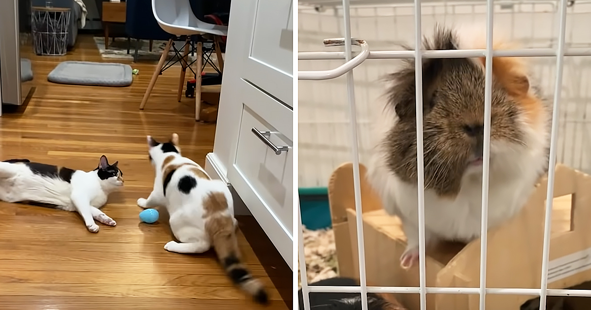 Cat siblings