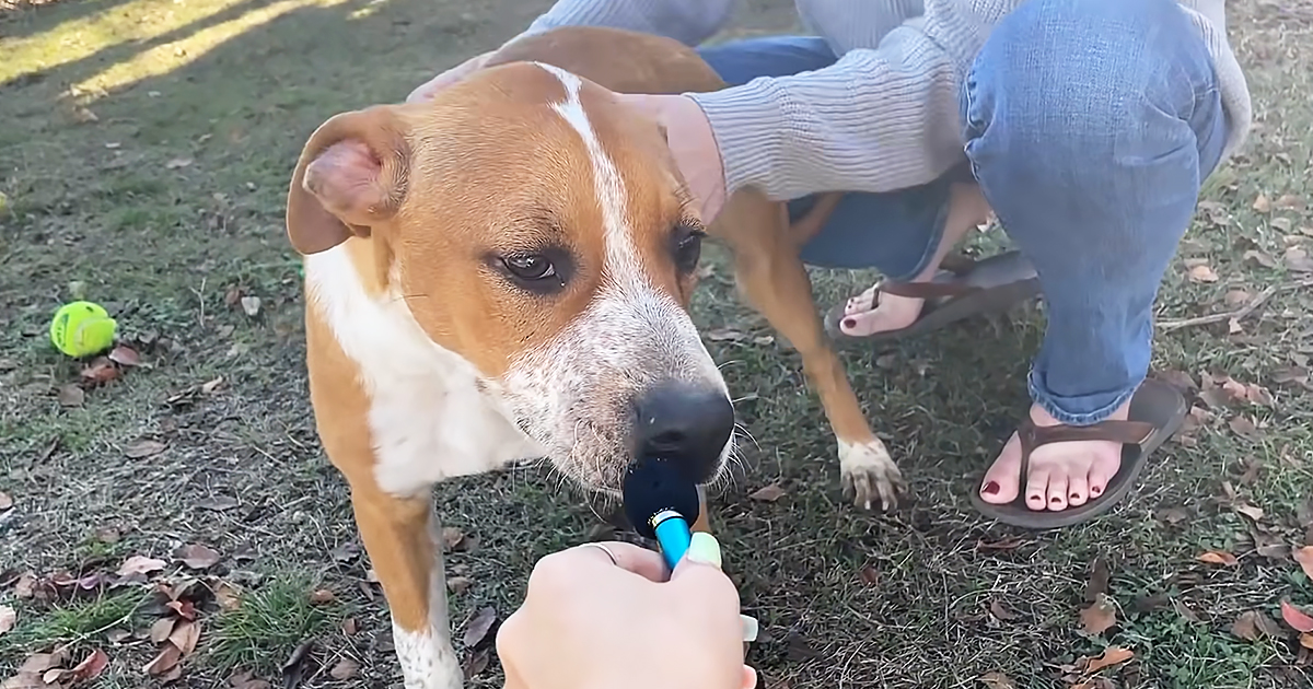 Dog