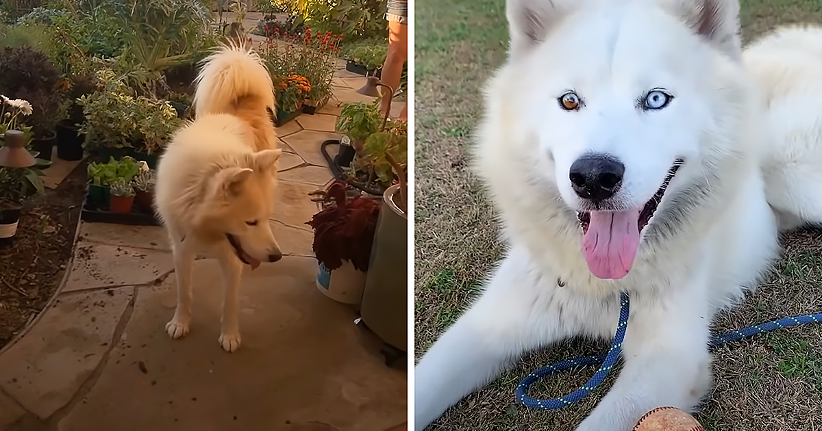 Rescued Husky