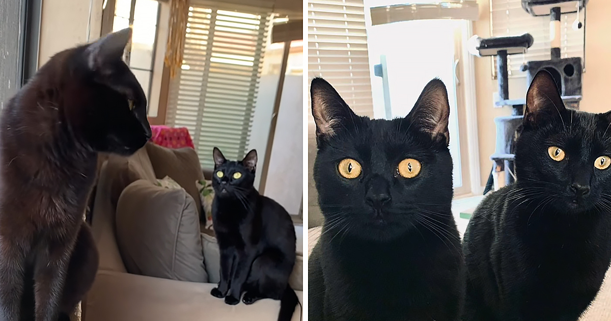 Black cats