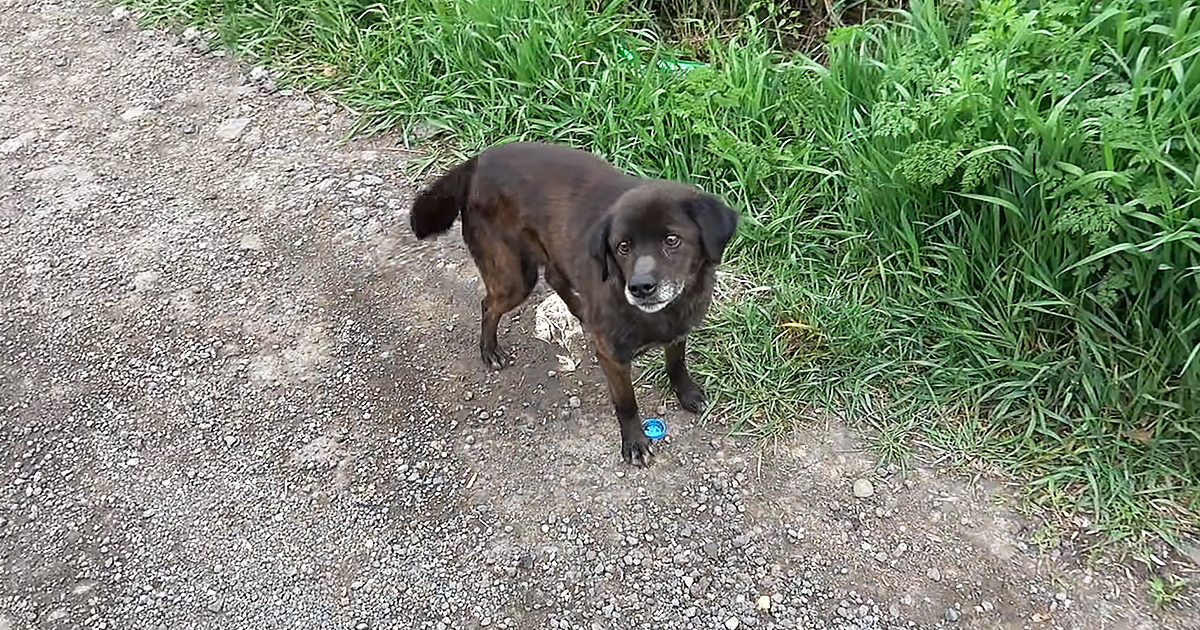 Homeless dog