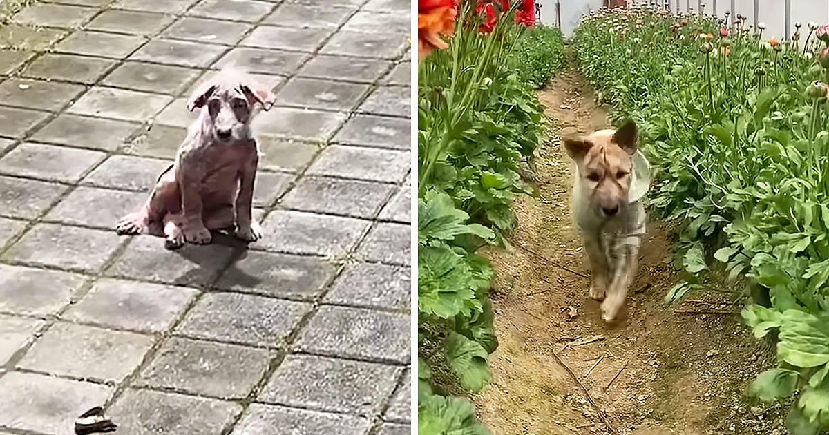 Stray puppy