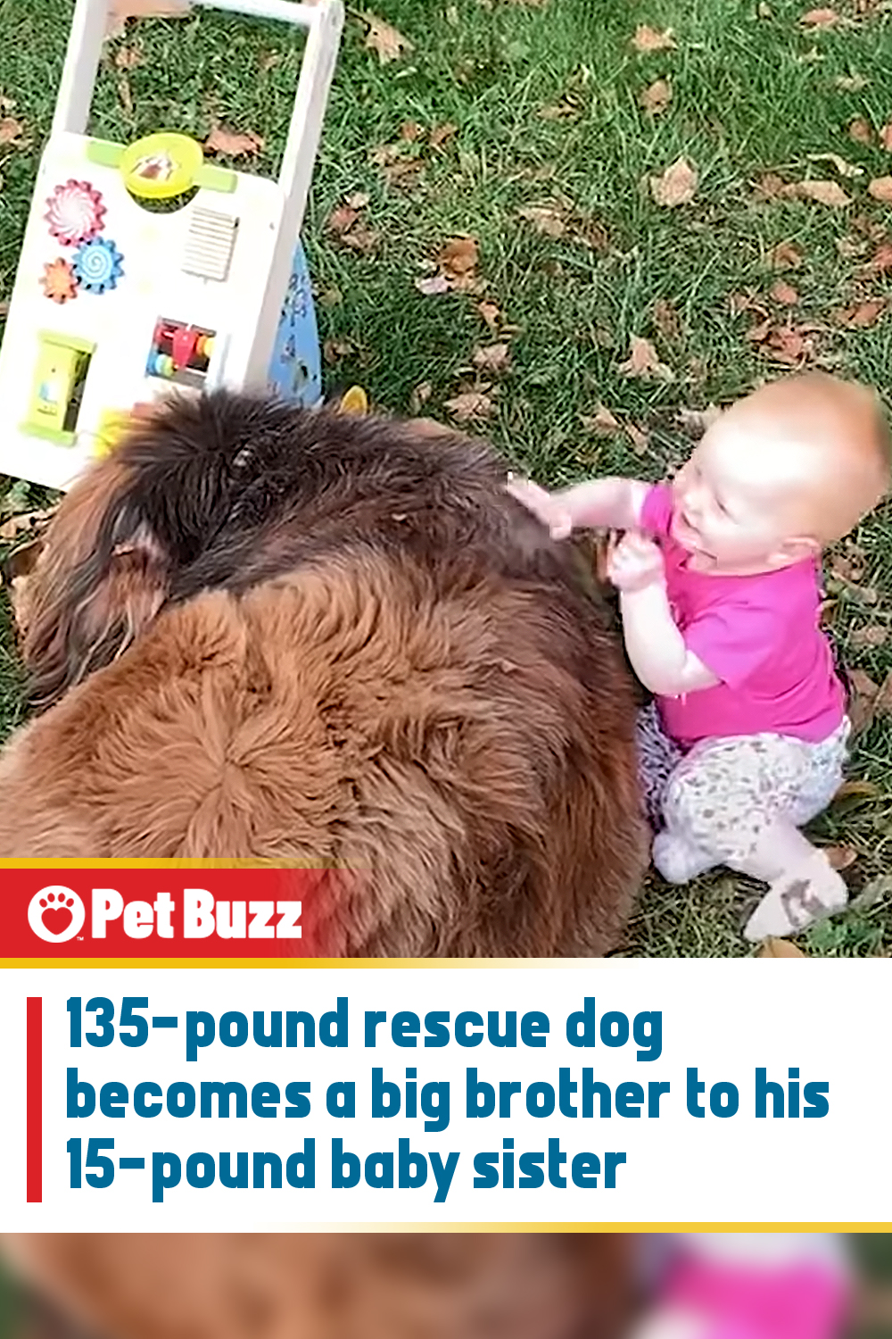 135-pound rescue dog becomes a big brother to his 15-pound baby sister