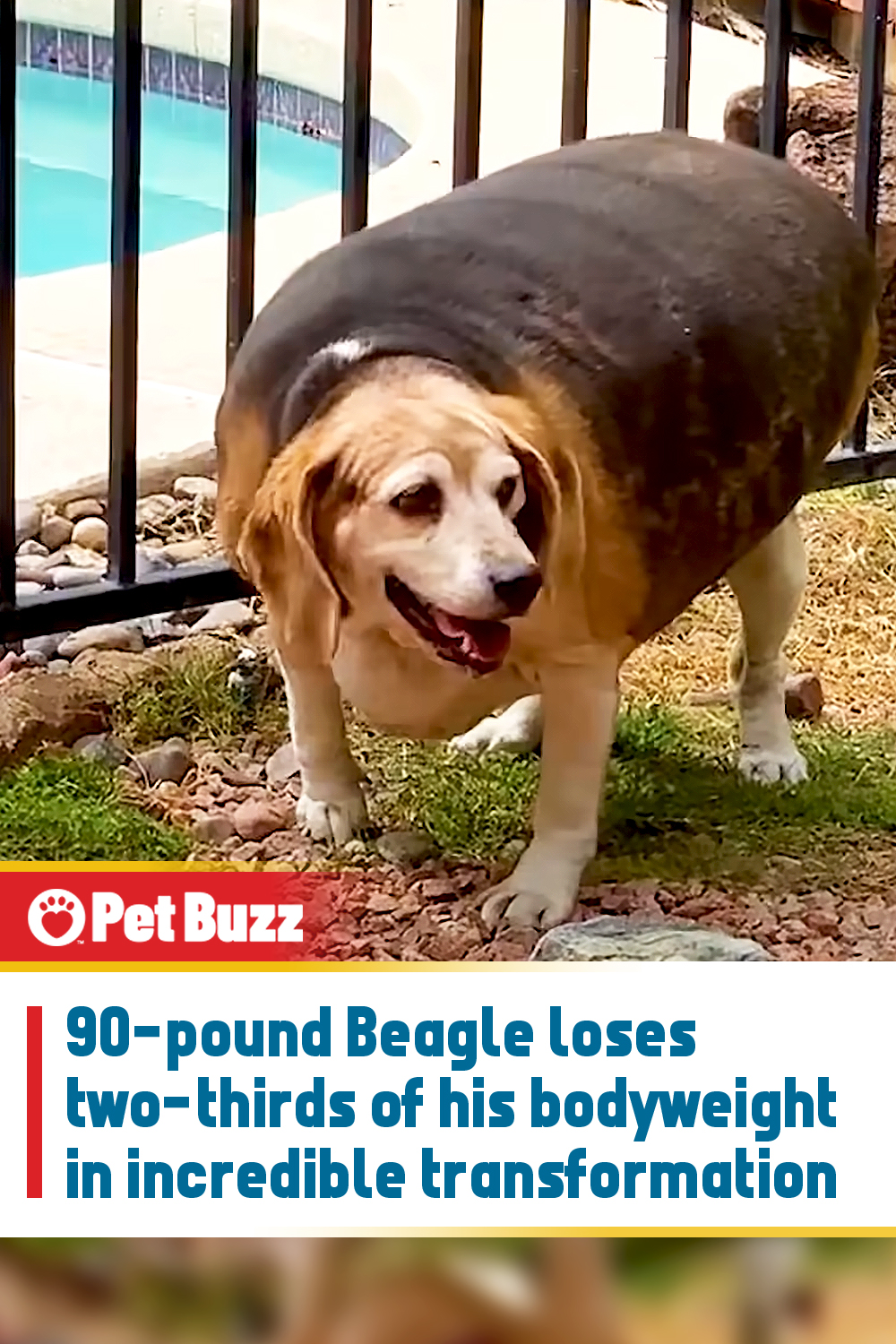 90-pound Beagle loses two-thirds of his bodyweight in incredible transformation