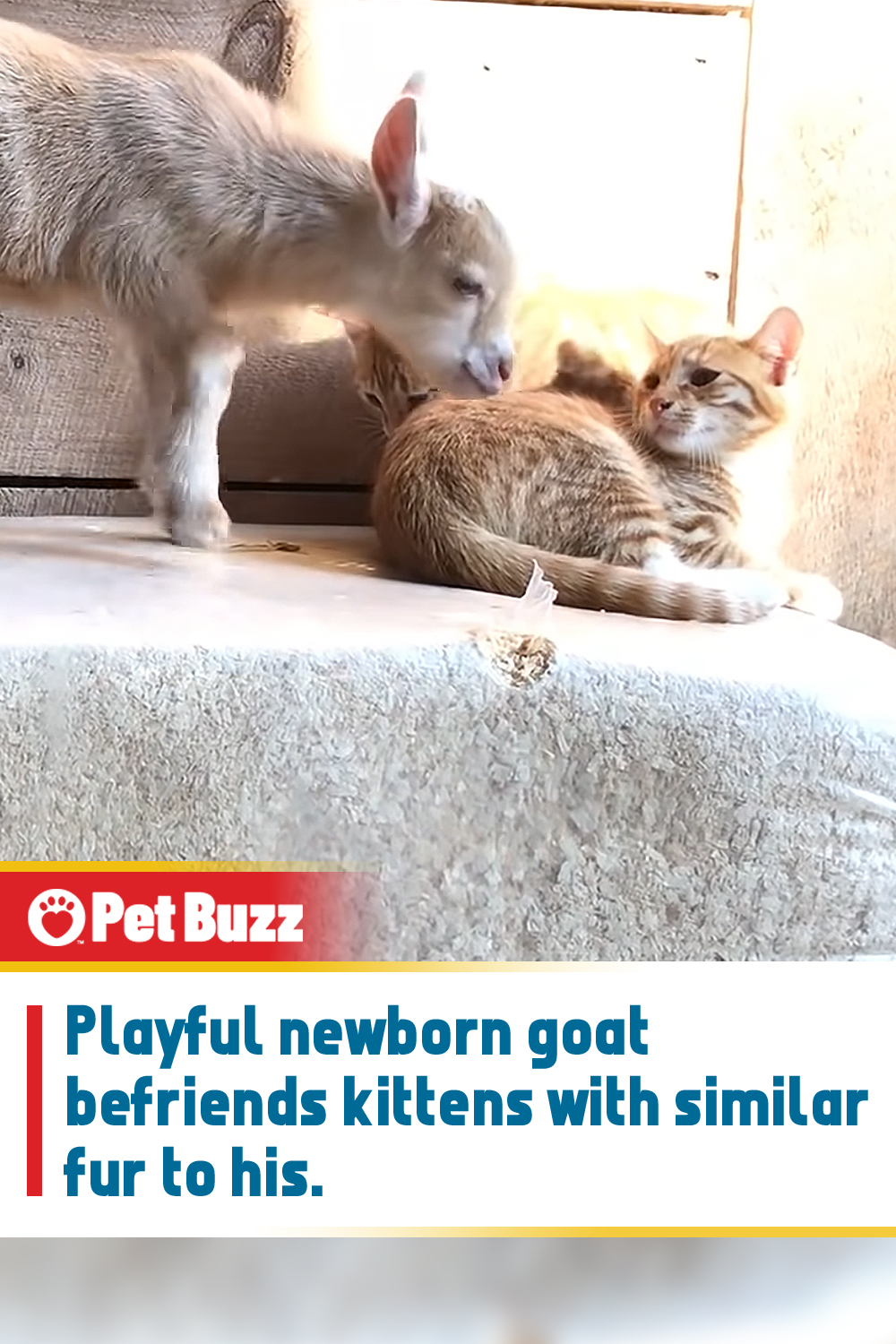 Playful newborn goat befriends kittens with similar fur to his.