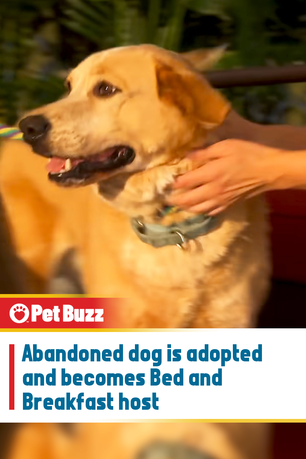 Abandoned dog is adopted and becomes Bed and Breakfast host