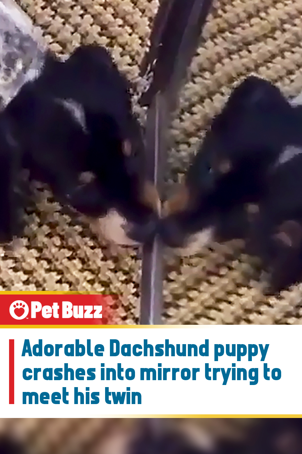 Adorable Dachshund puppy crashes into mirror trying to meet his twin