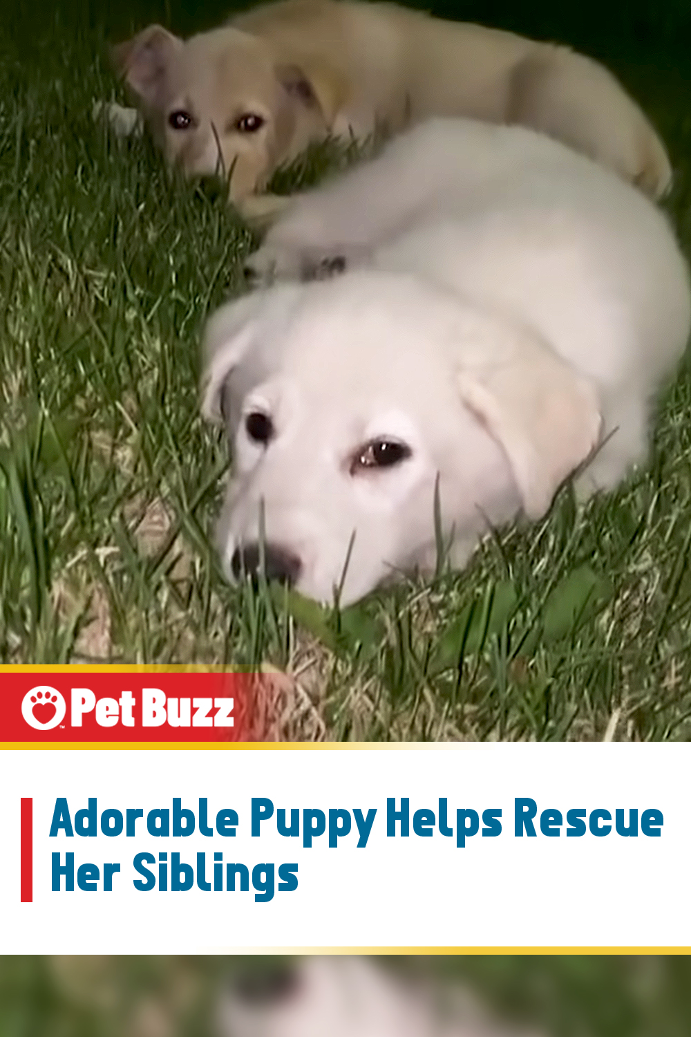 Adorable Puppy Helps Rescue Her Siblings