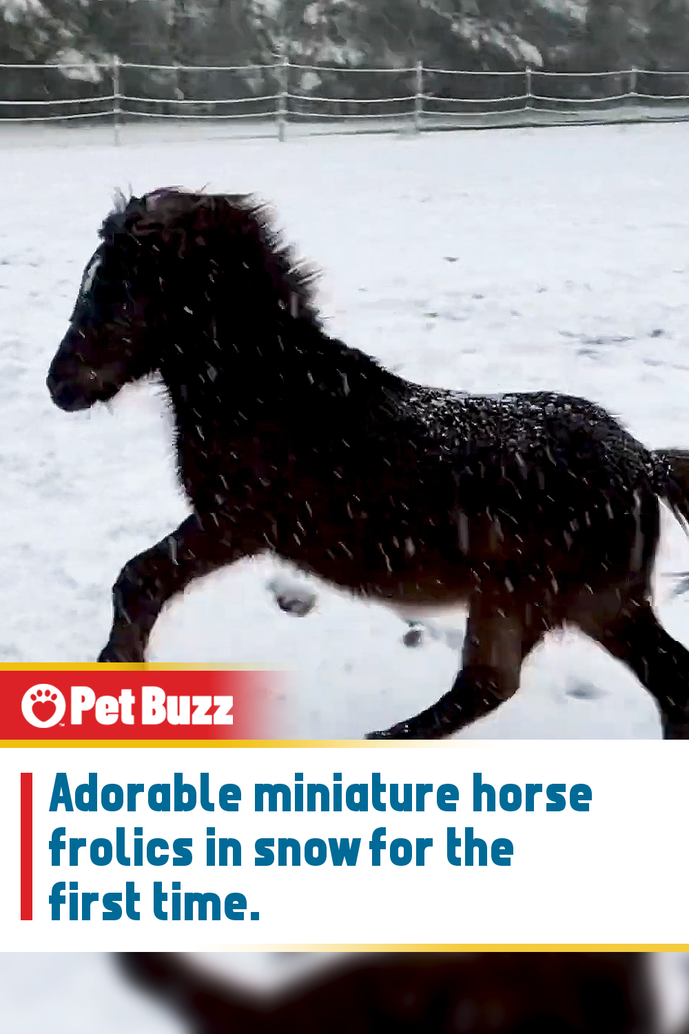 Adorable miniature horse frolics in snow for the first time.