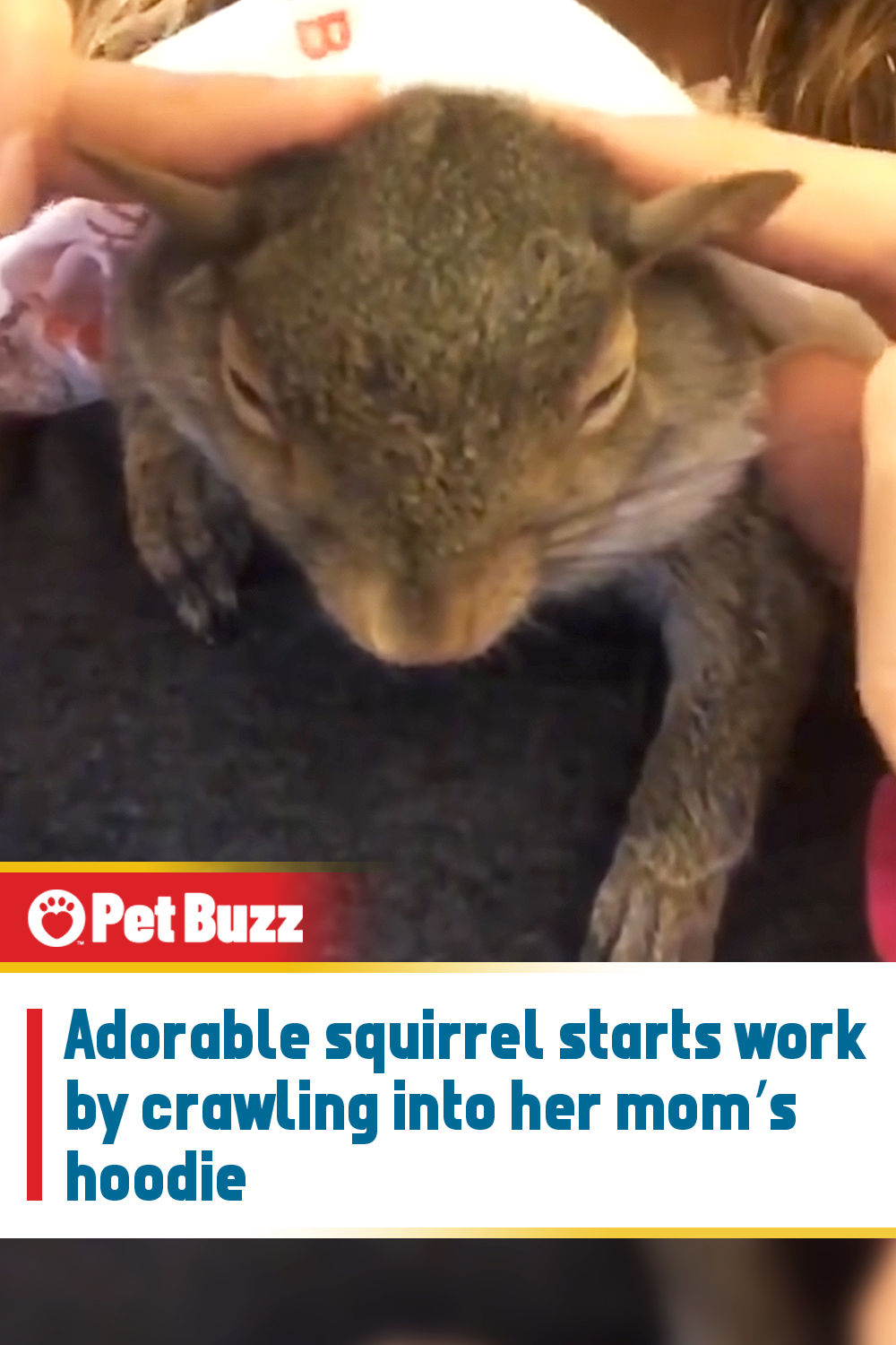 Adorable squirrel starts work by crawling into her mom’s hoodie