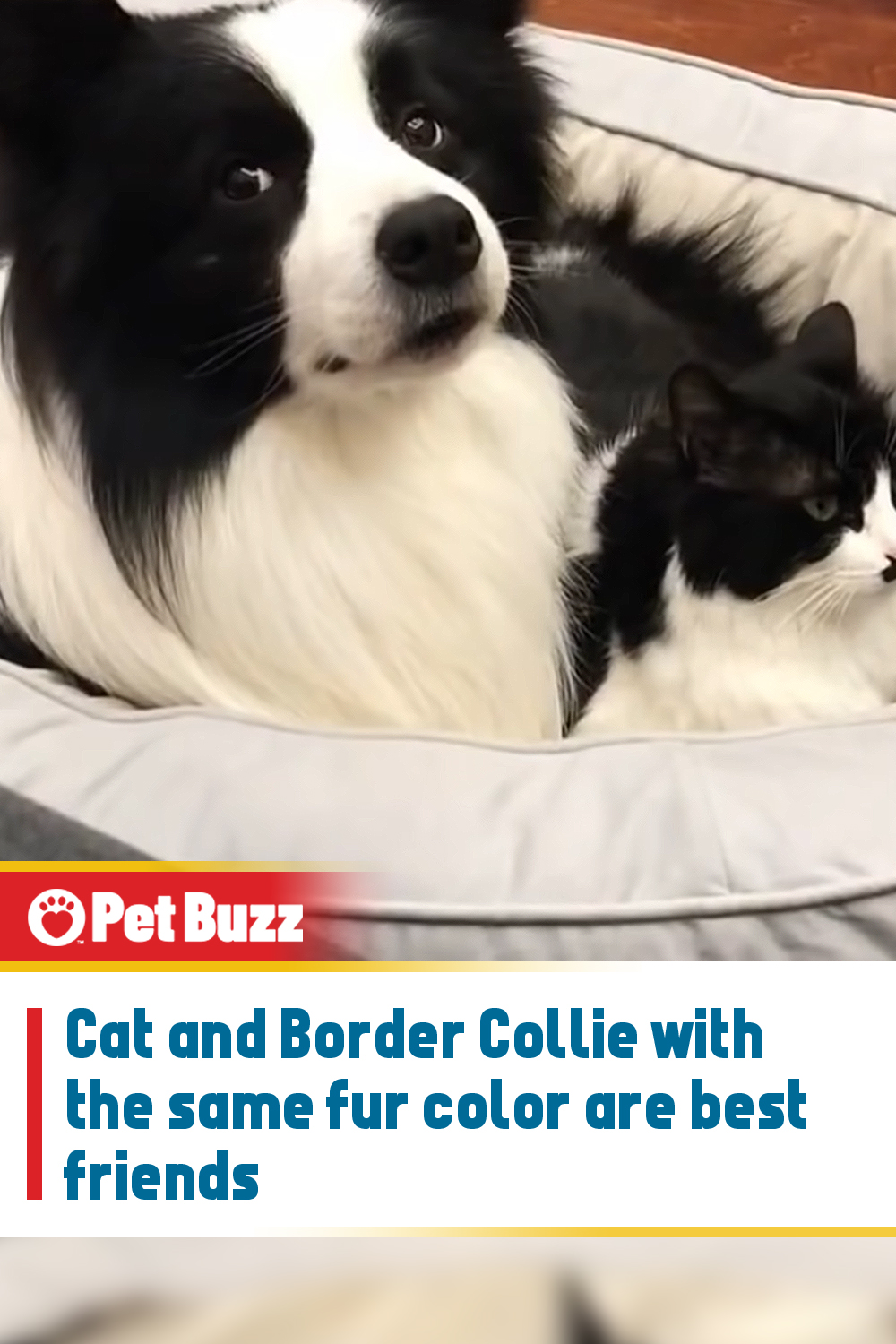 Cat and Border Collie with the same fur color are best friends