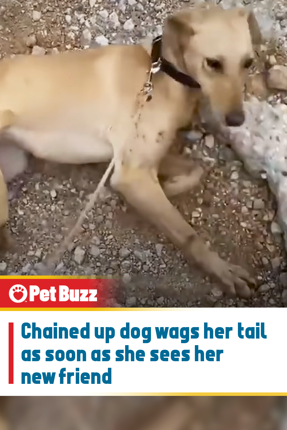 Chained up dog wags her tail as soon as she sees her new friend