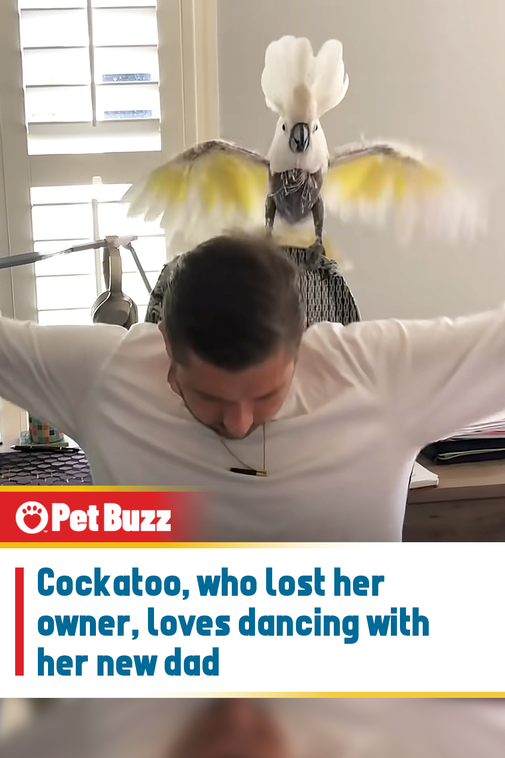 Cockatoo, who lost her owner, loves dancing with her new dad
