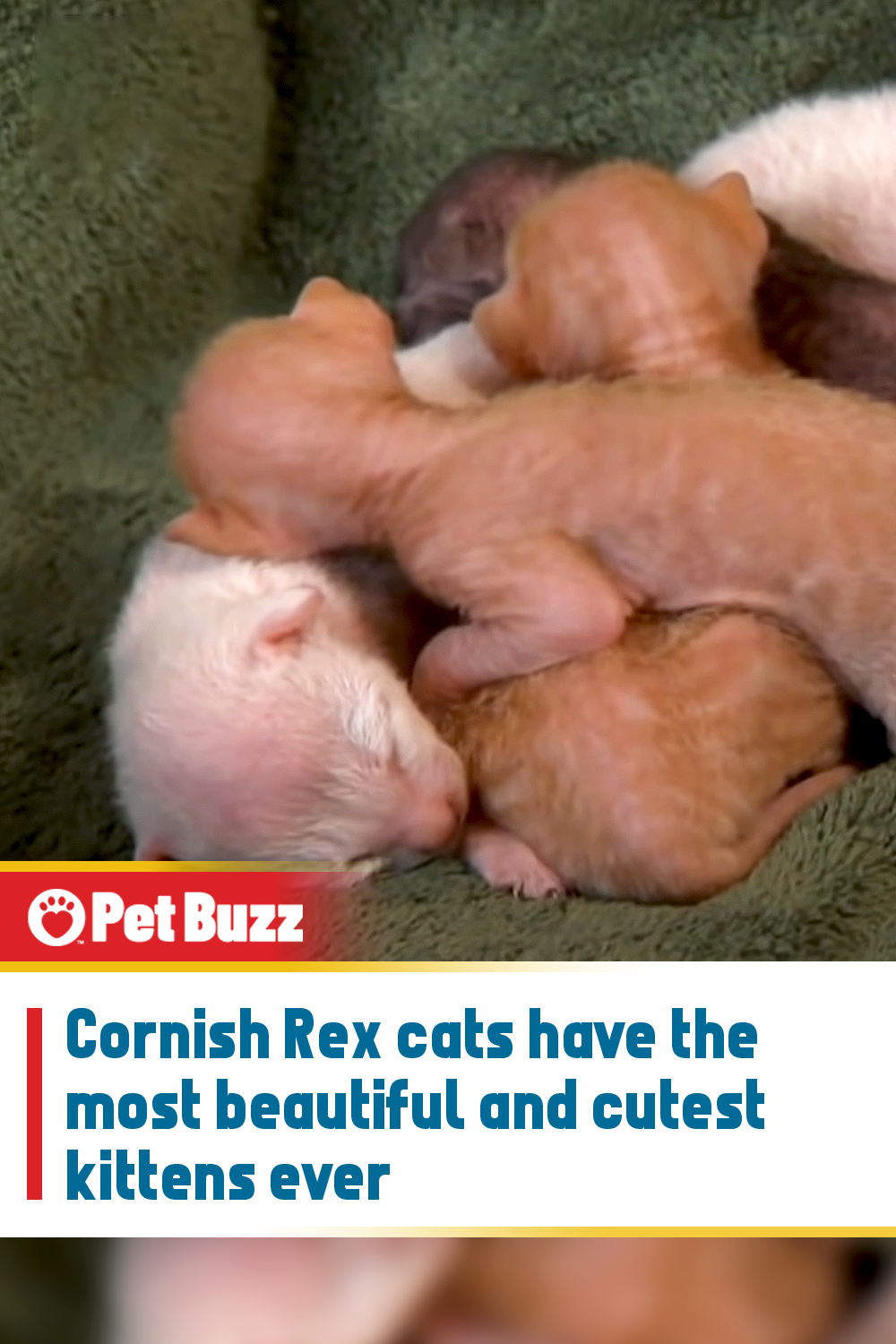 Cornish Rex cats have the most beautiful and cutest kittens ever