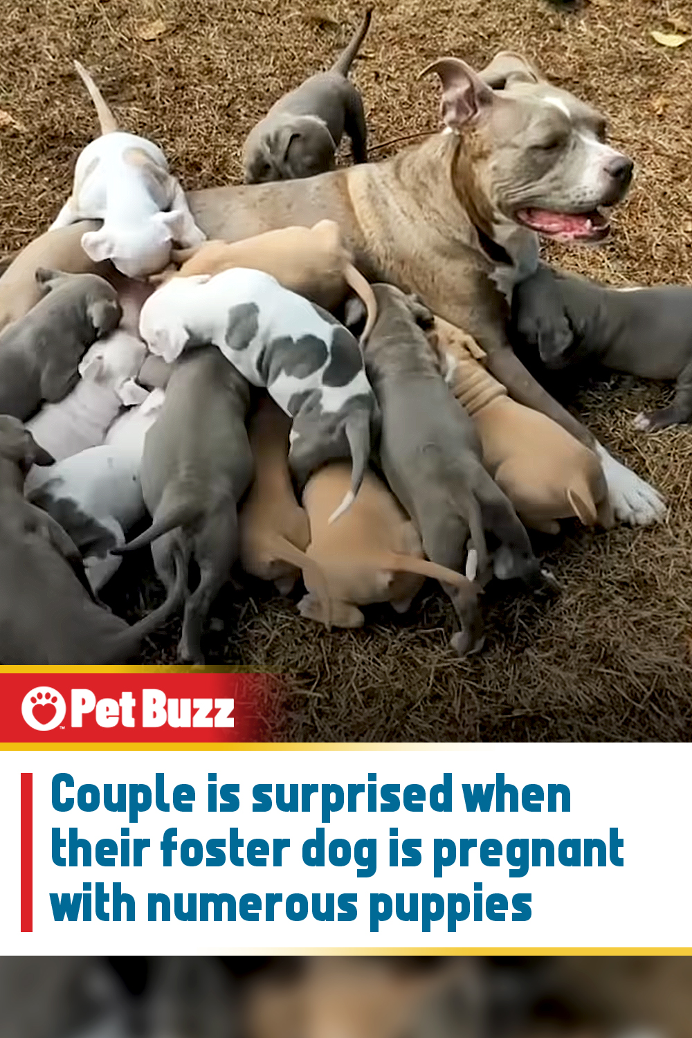 Couple is surprised when their foster dog is pregnant with numerous puppies