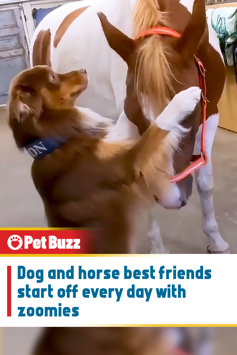Dog and horse best friends start off every day with zoomies