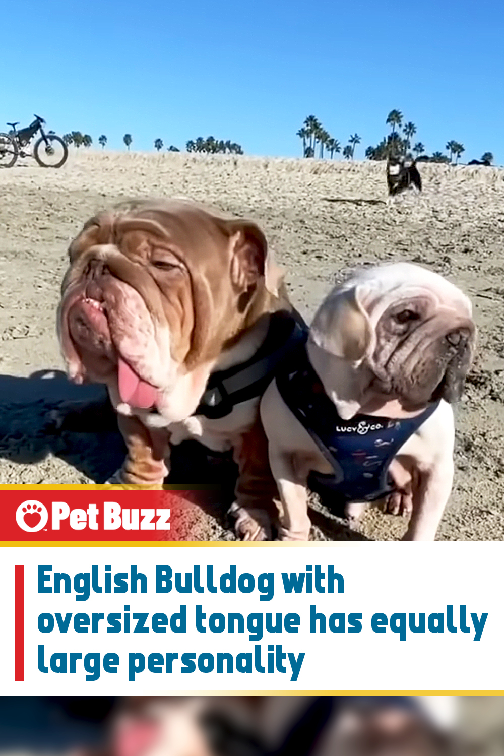 English Bulldog with oversized tongue has equally large personality