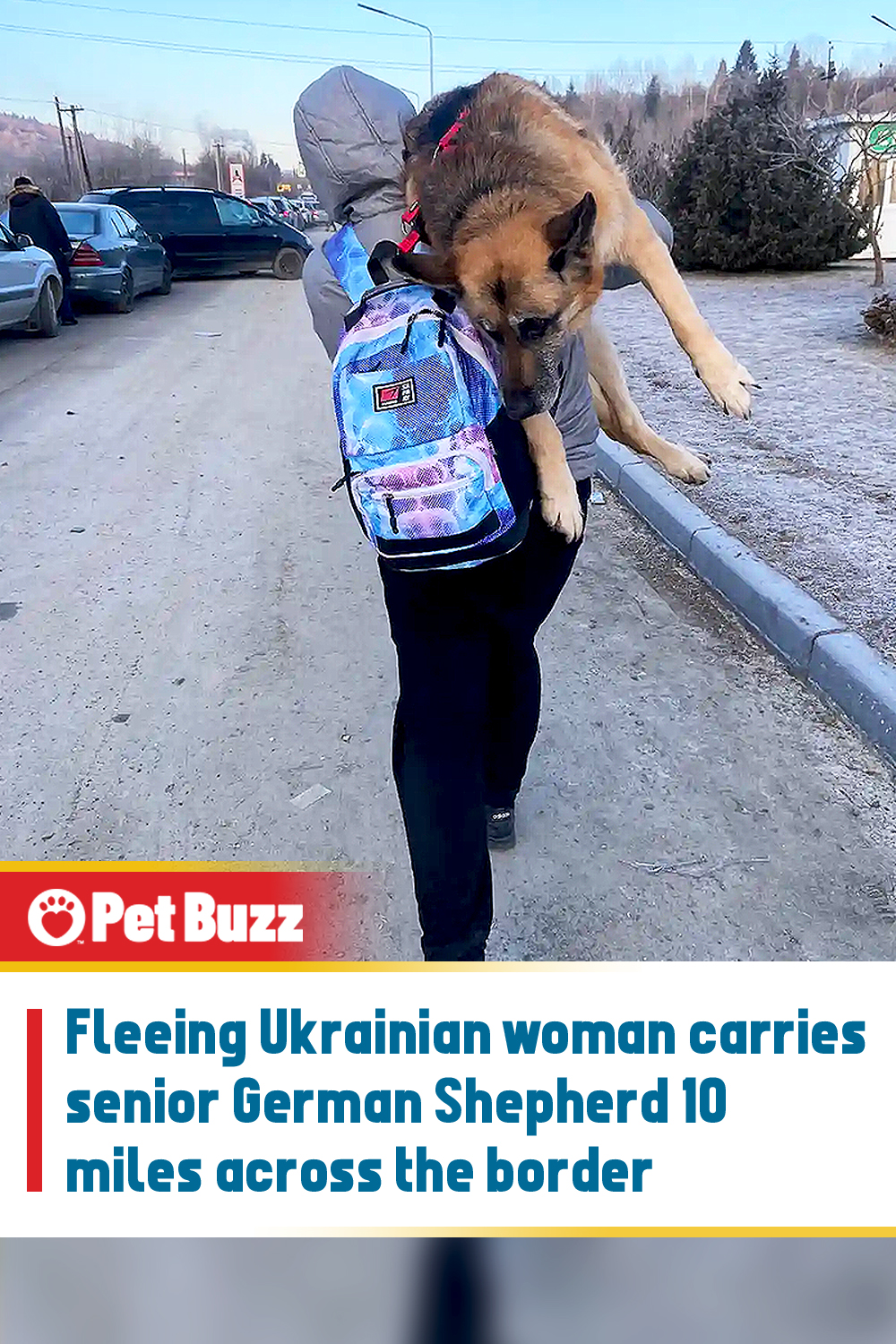 Fleeing Ukrainian woman carries senior German Shepherd 10 miles across the border