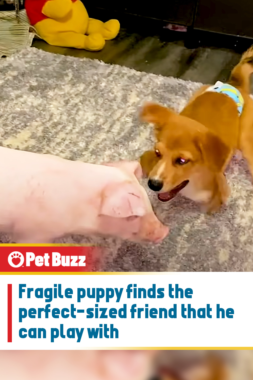 Fragile puppy finds the perfect-sized friend that he can play with