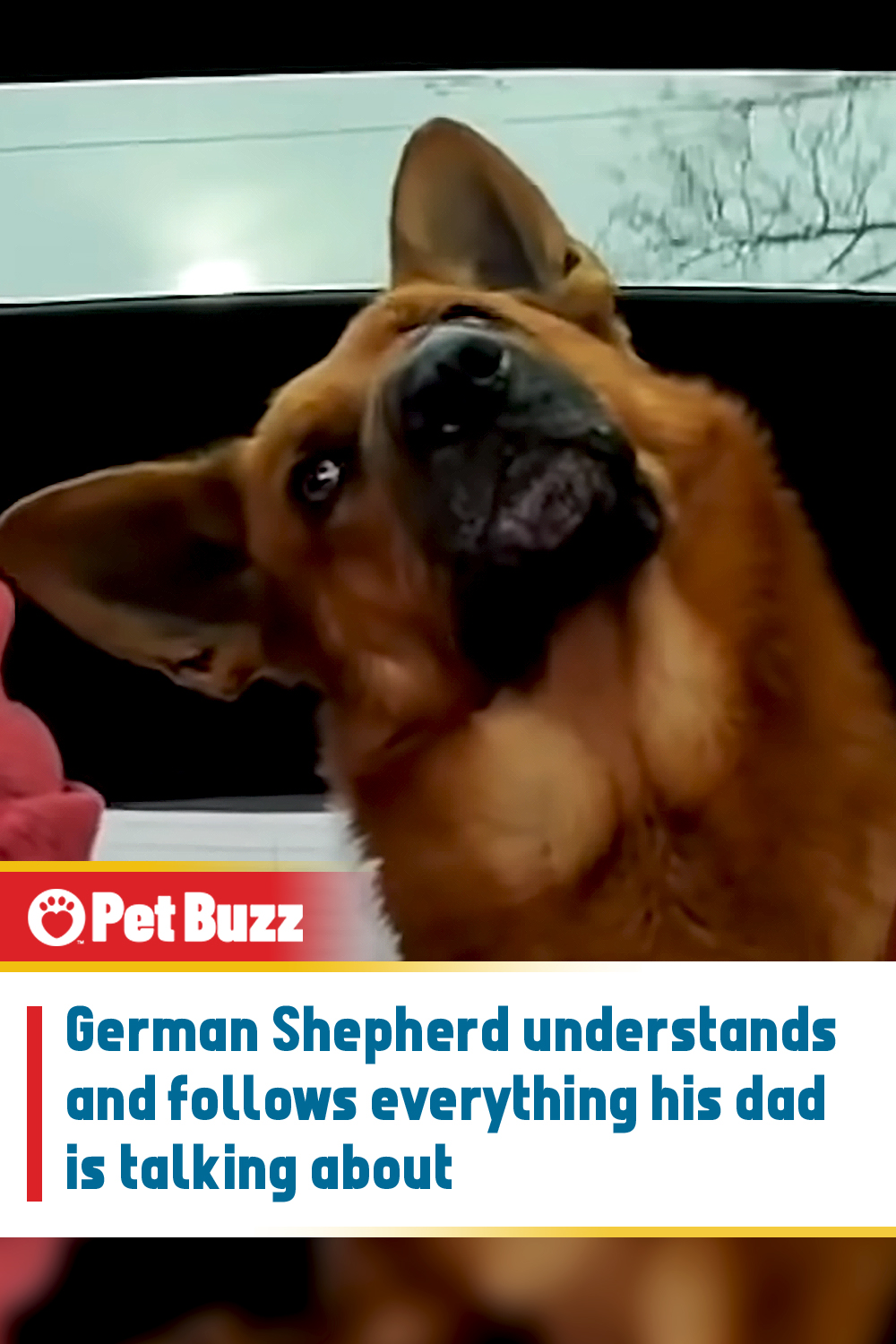 German Shepherd understands and follows everything his dad is talking about