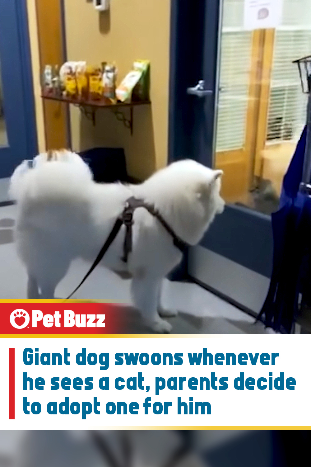 Giant dog swoons whenever he sees a cat, parents decide to adopt one for him