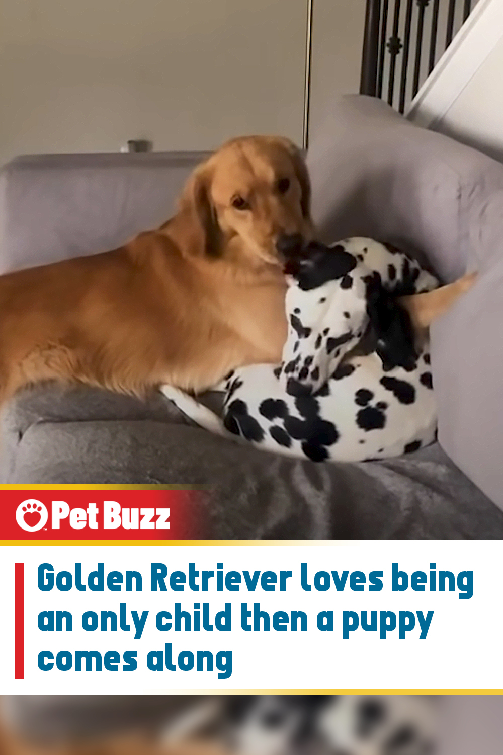 Golden Retriever loves being an only child then a puppy comes along