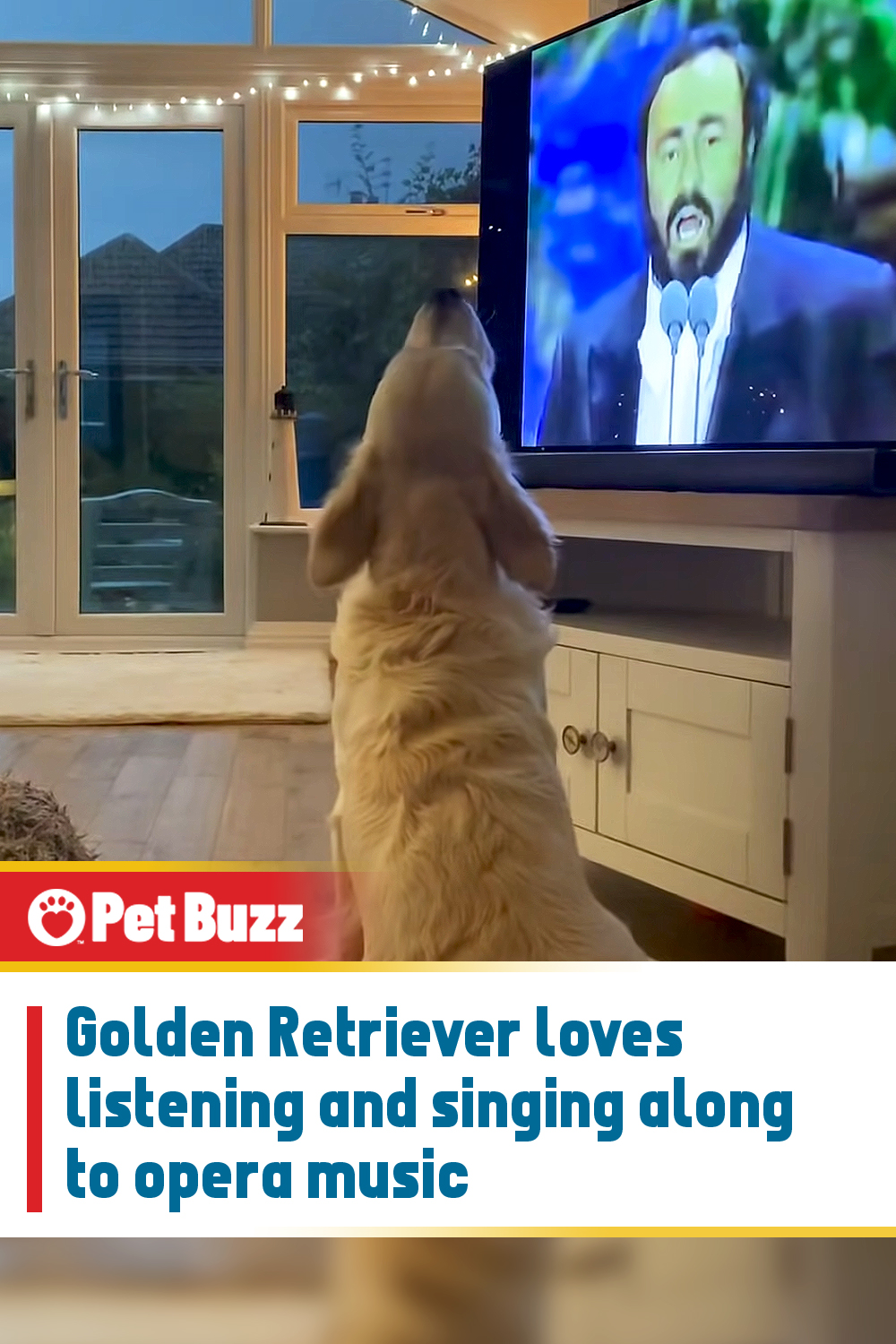 Golden Retriever loves listening and singing along to opera music
