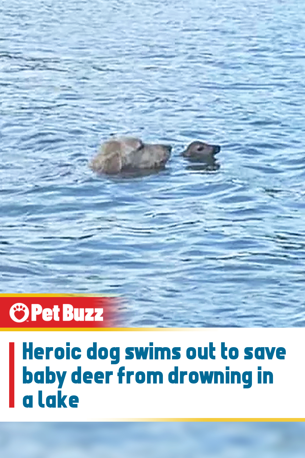 Heroic dog swims out to save baby deer from drowning in a lake
