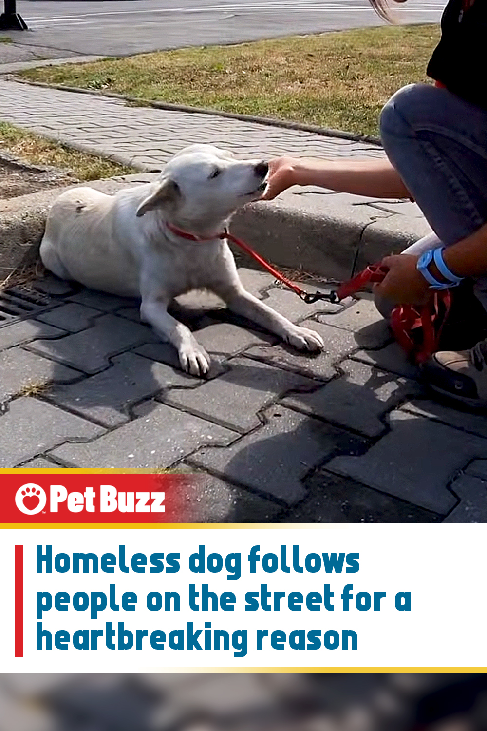 Homeless dog follows people on the street for a heartbreaking reason
