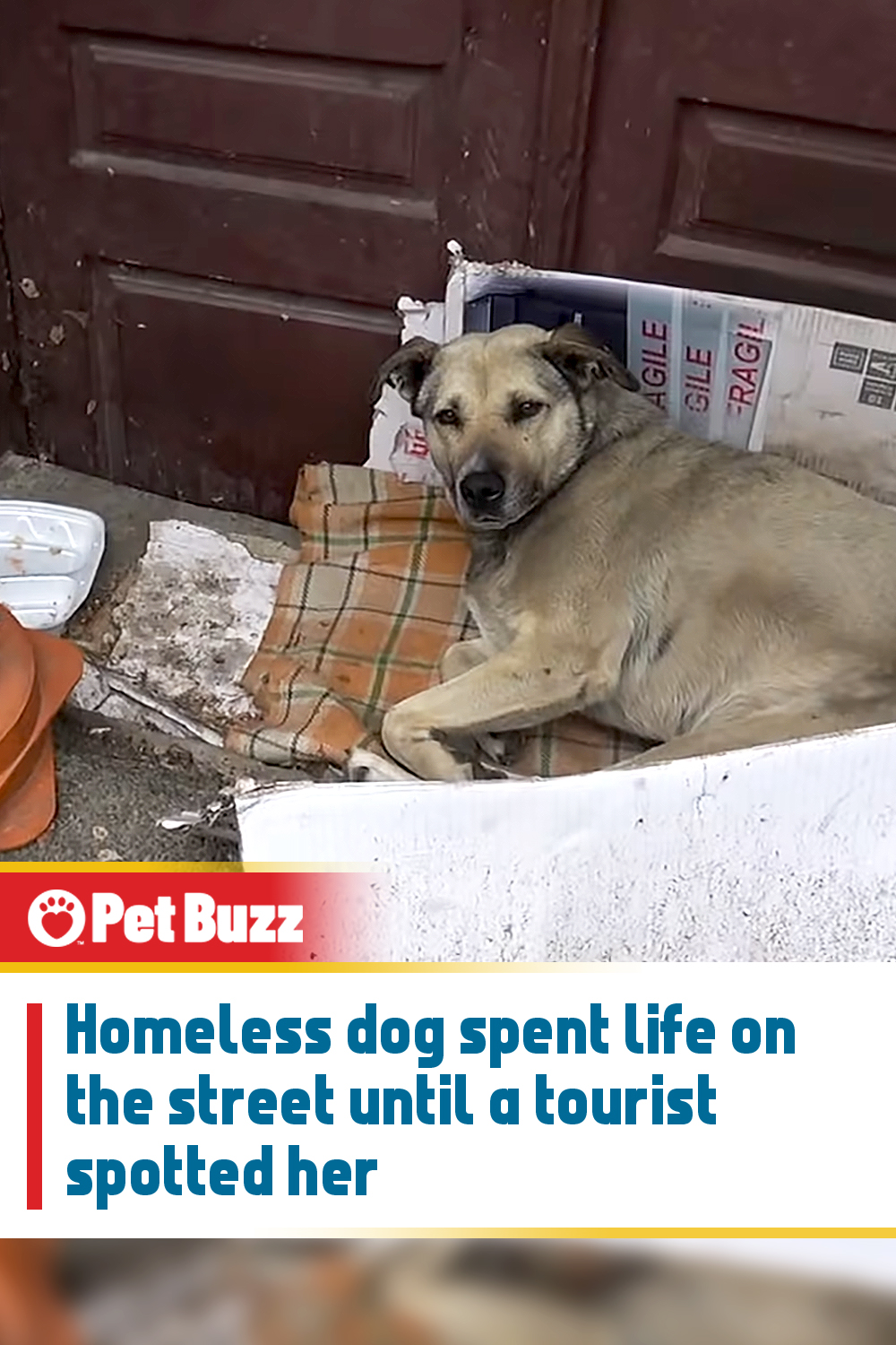 Homeless dog spent life on the street until a tourist spotted her