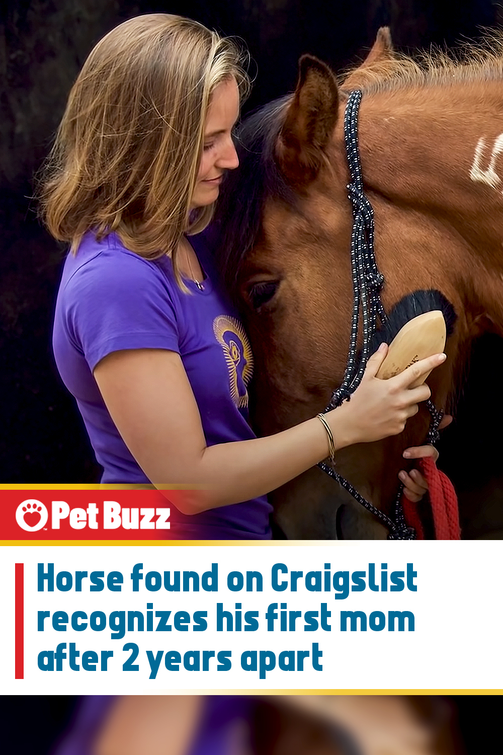 Horse found on Craigslist recognizes his first mom after 2 years apart