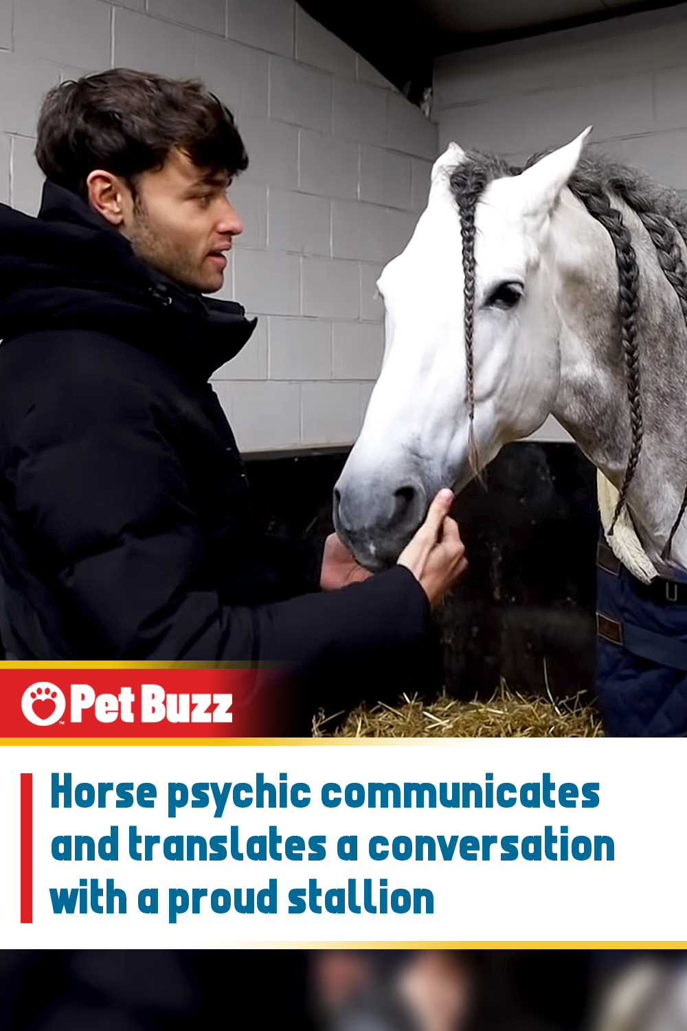 Horse psychic communicates and translates a conversation with a proud stallion