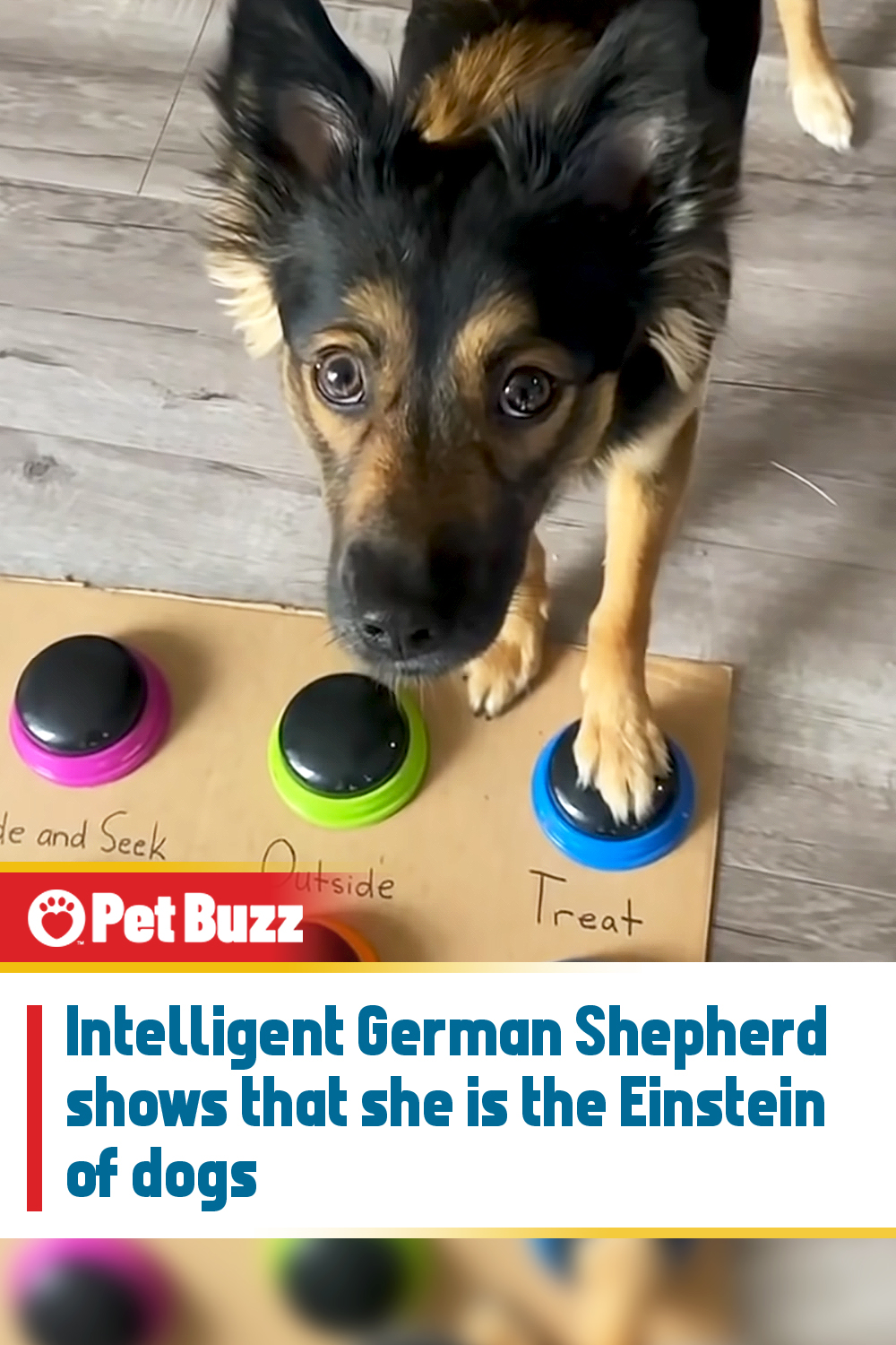Intelligent German Shepherd shows that she is the Einstein of dogs