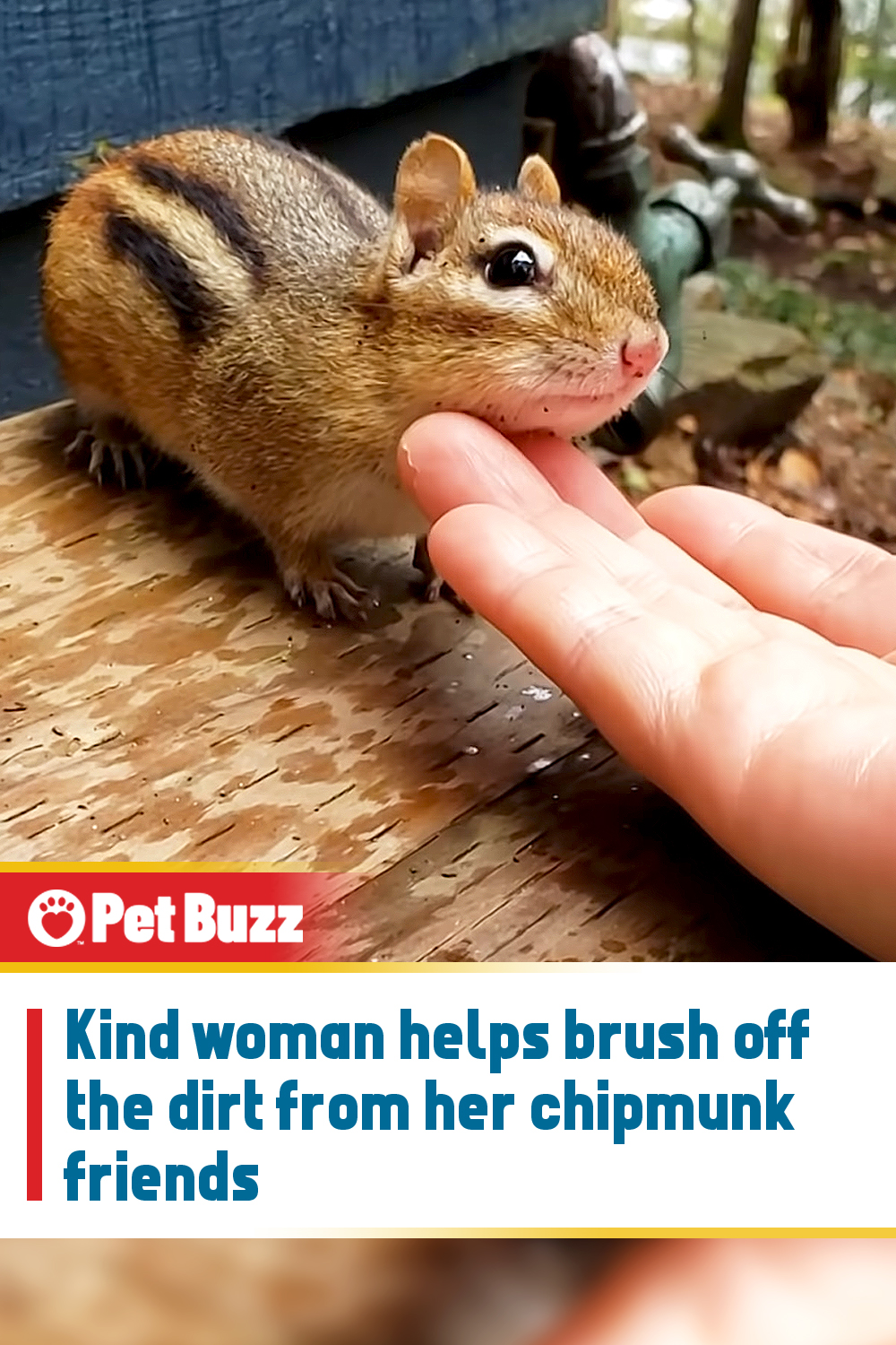 Kind woman helps brush off the dirt from her chipmunk friends