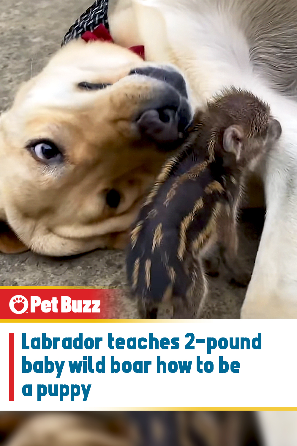 Labrador teaches 2-pound baby wild boar how to be a puppy