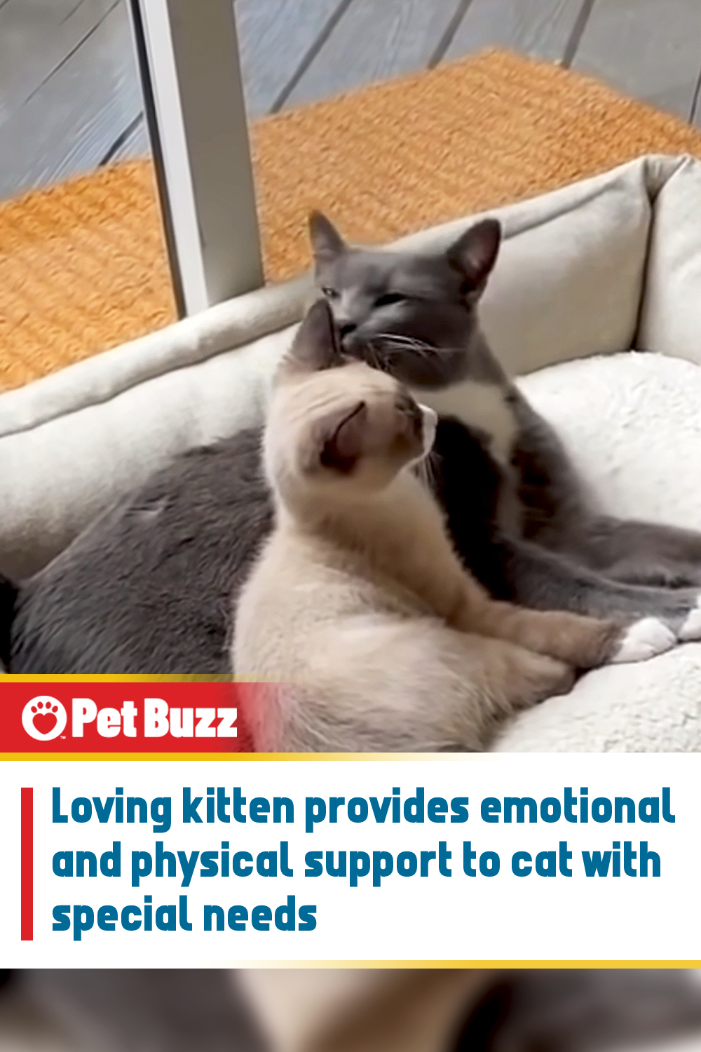 Loving kitten provides emotional and physical support to cat with special needs