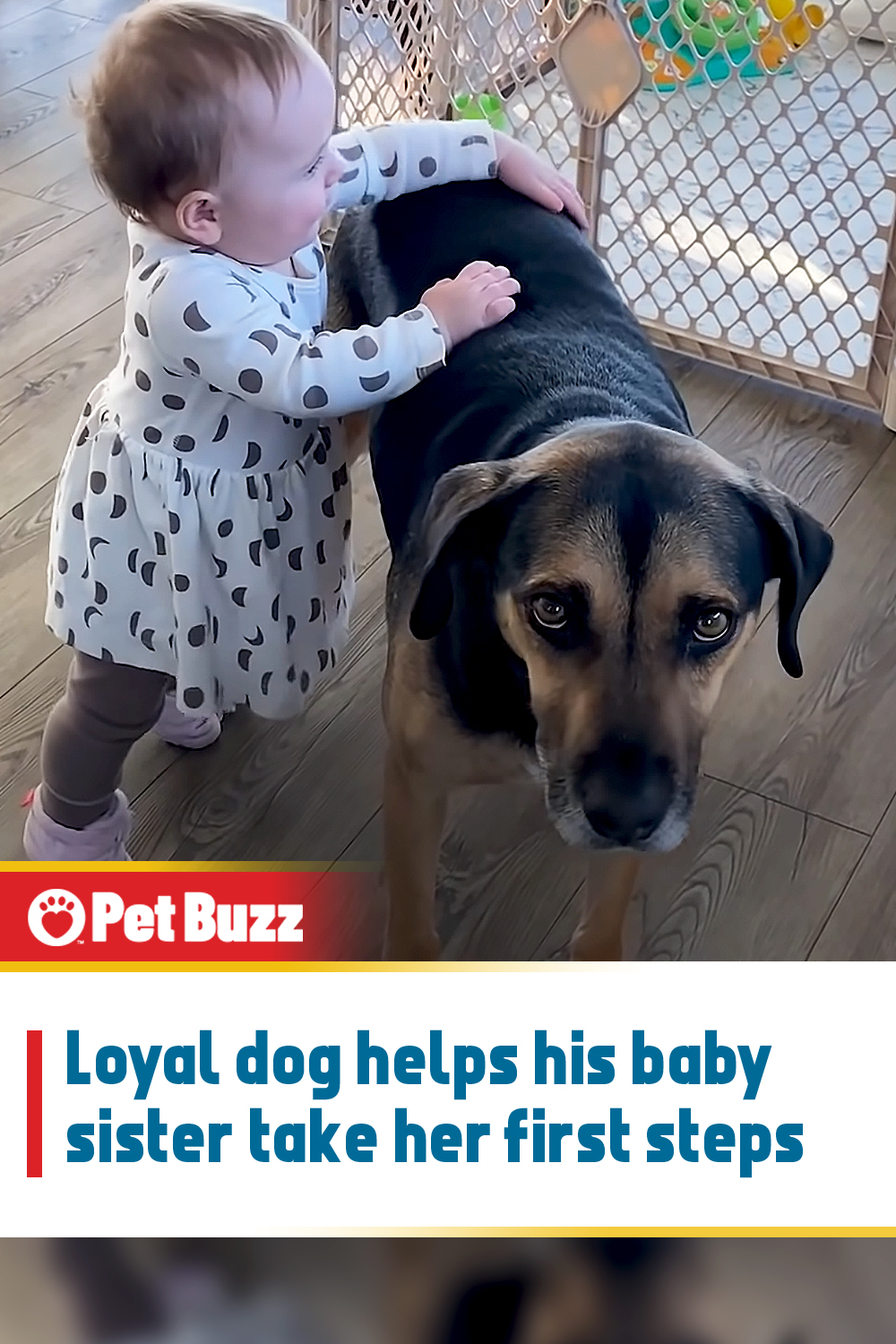 Loyal dog helps his baby sister take her first steps