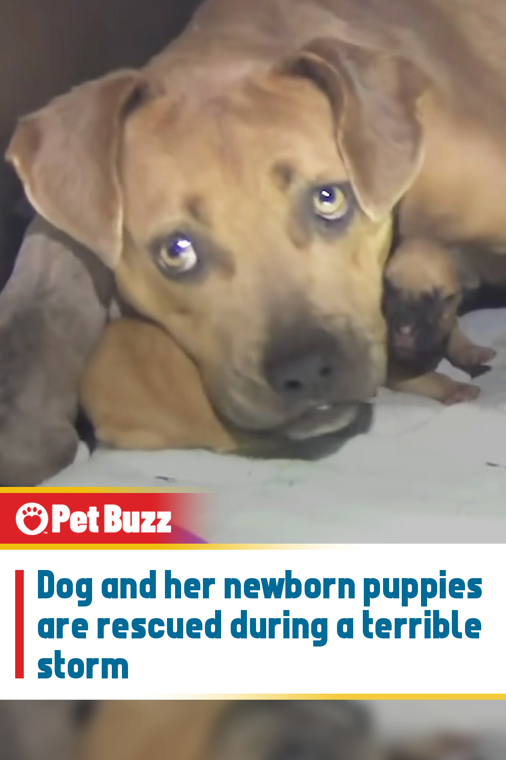 Dog and her newborn puppies are rescued during a terrible storm
