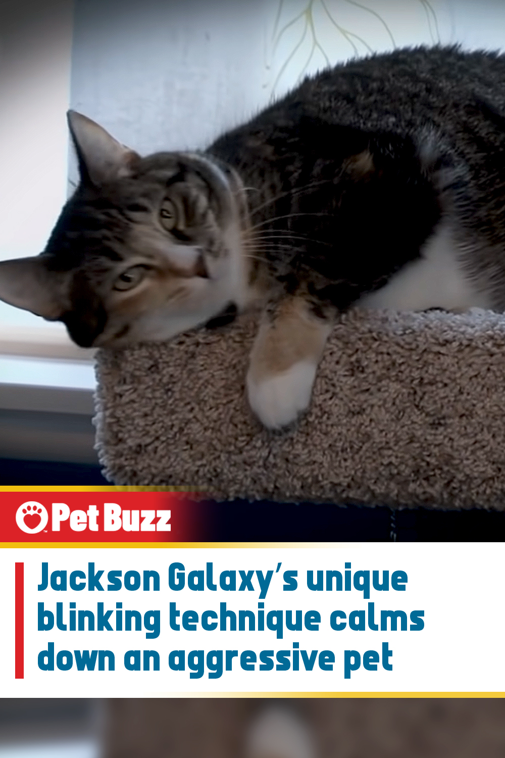 Jackson Galaxy’s unique blinking technique calms down an aggressive pet