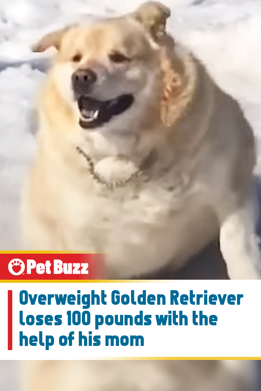 Overweight Golden Retriever loses 100 pounds with the help of his mom