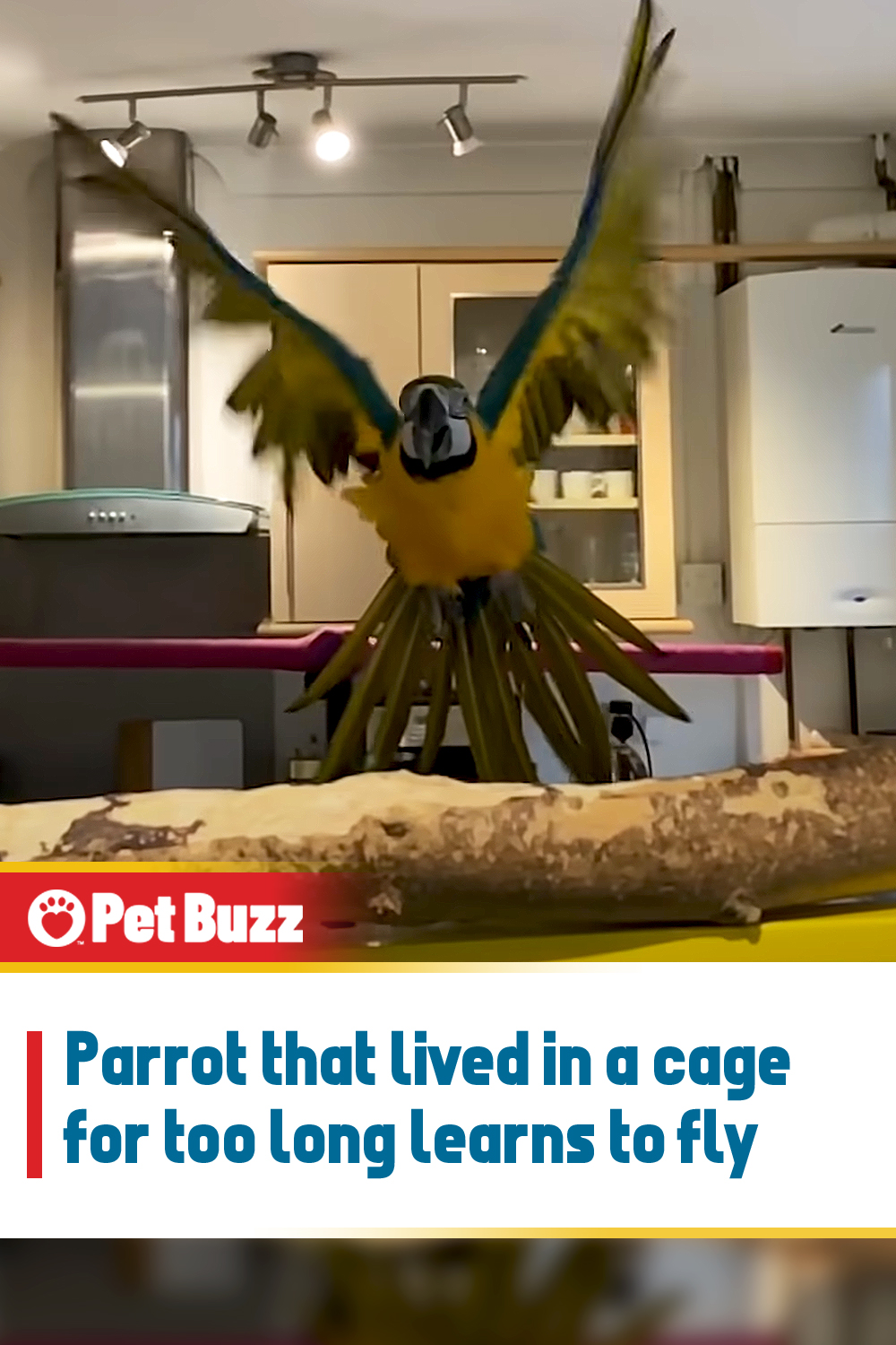 Parrot that lived in a cage for too long learns to fly