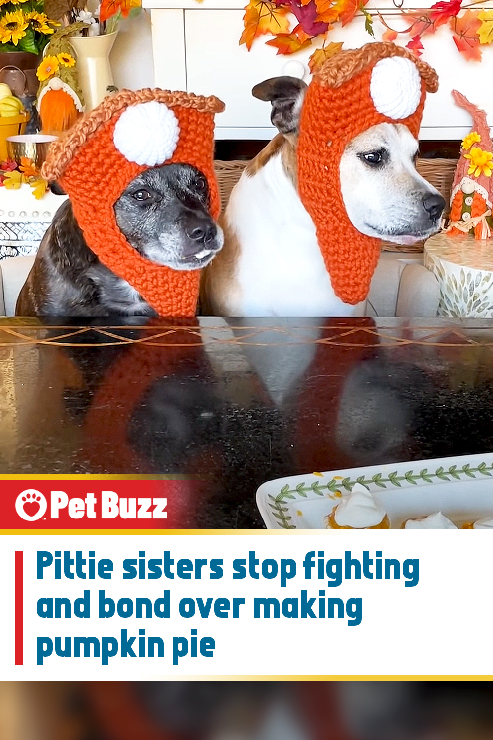 Pittie sisters stop fighting and bond over making pumpkin pie