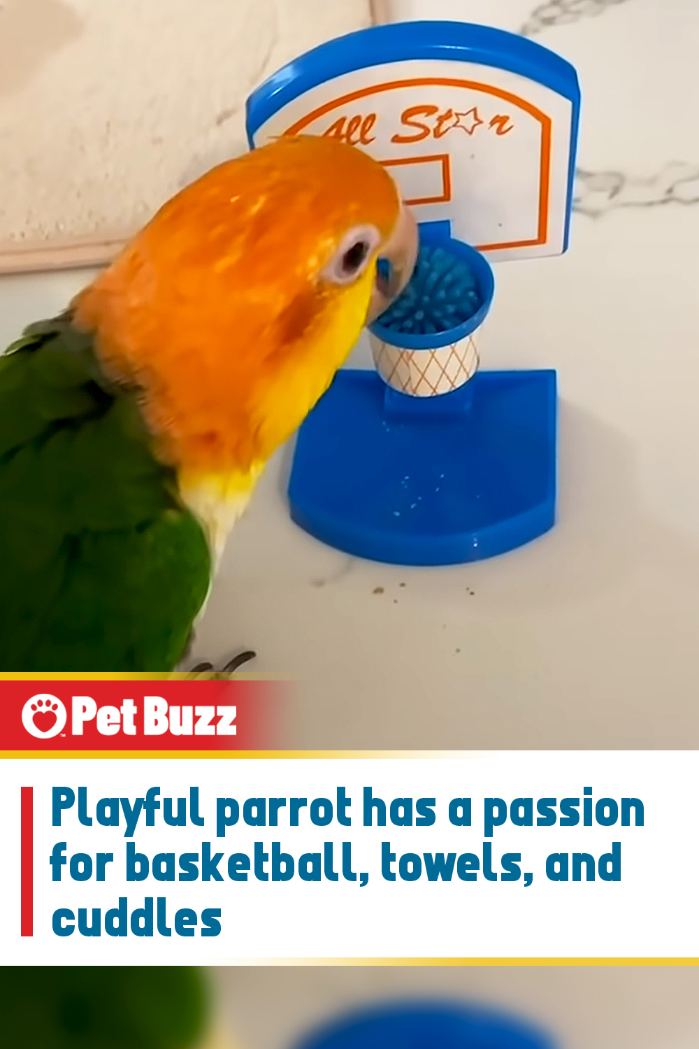 Playful parrot has a passion for basketball, towels, and cuddles