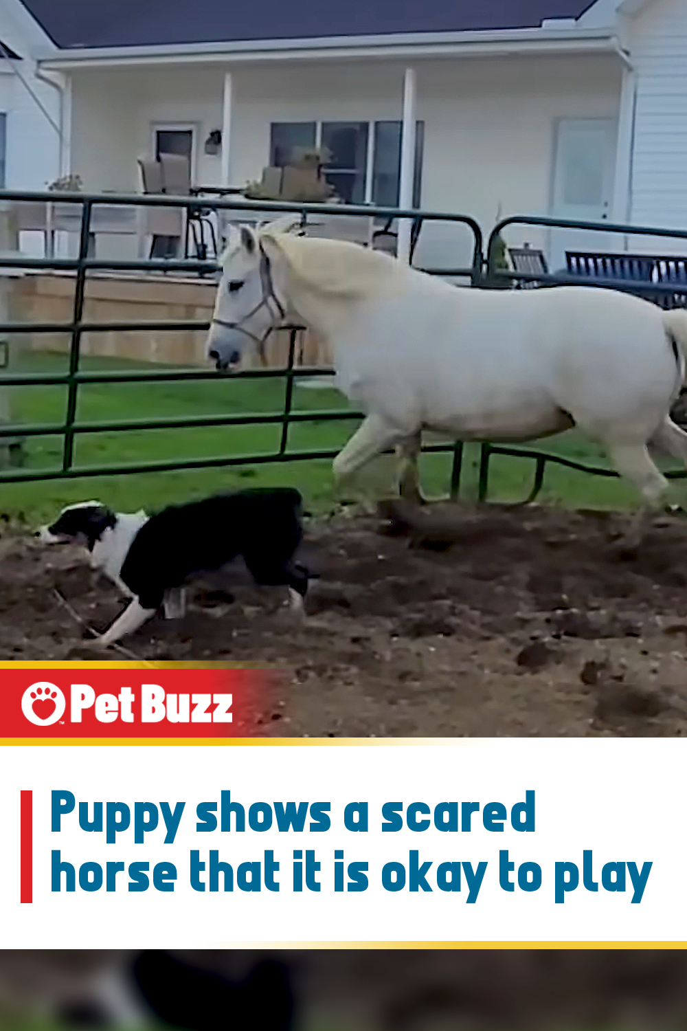 Puppy shows a scared horse that it is okay to play