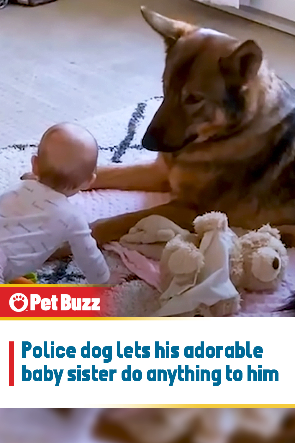 Police dog lets his adorable baby sister do anything to him