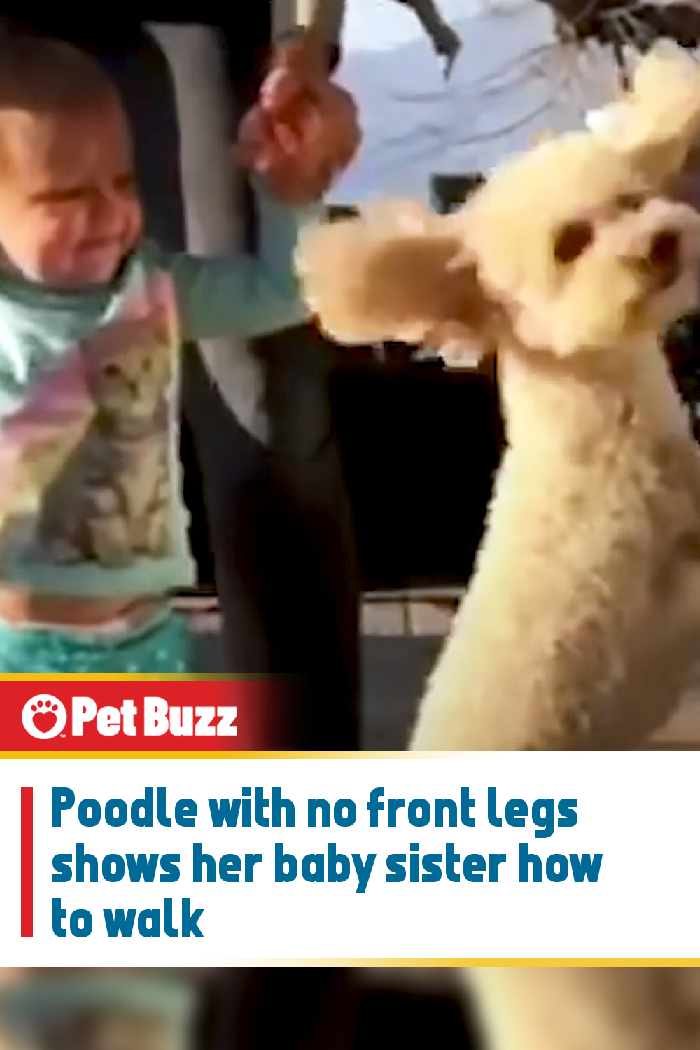 Poodle with no front legs shows her baby sister how to walk