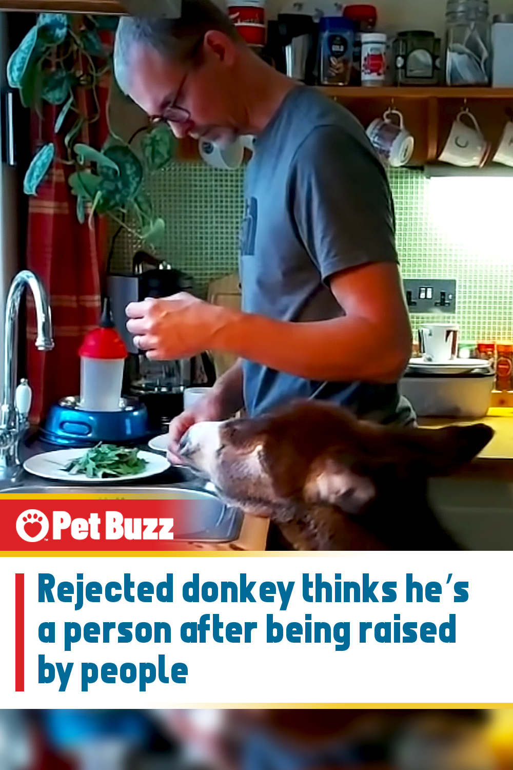 Rejected donkey thinks he’s a person after being raised by people