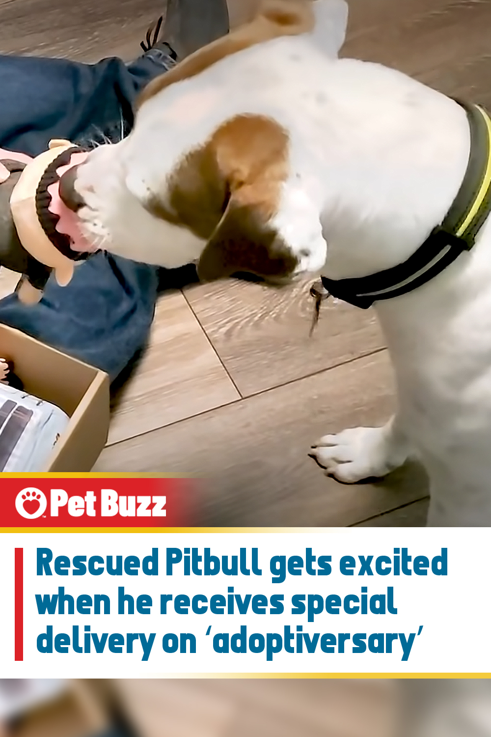Rescued Pitbull gets excited when he receives special delivery on ‘adoptiversary’