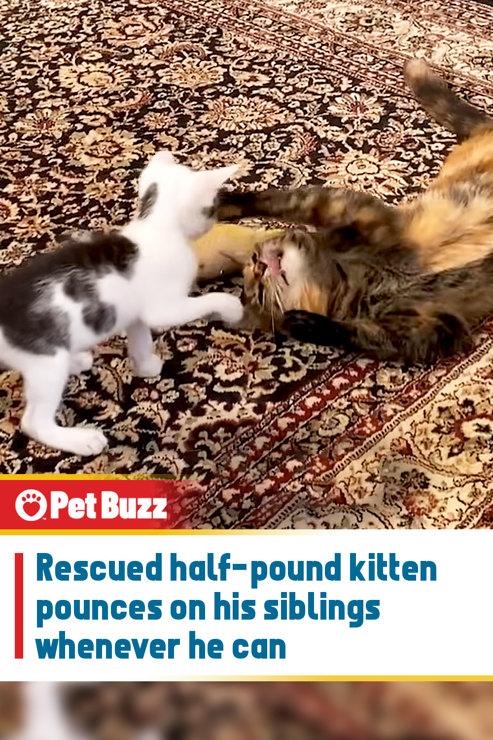Rescued half-pound kitten pounces on his siblings whenever he can